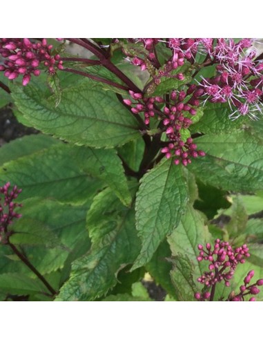Eupatoire maculée "Purple bush"
