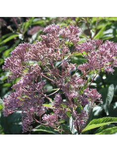 Eupatoire maculée Phantom 2