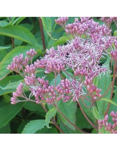 Eupatoire maculée Phantom