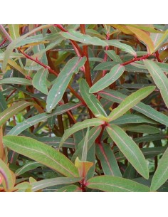 Euphorbe de Griffith fireglow 2