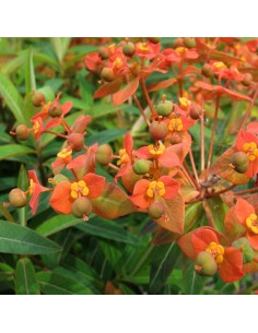 Euphorbe de Griffith fireglow
