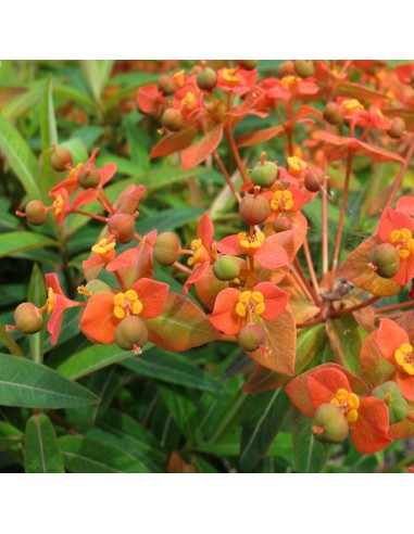 Euphorbe de Griffith fireglow