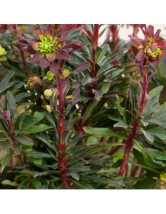 Euphorbe des bois purpurea