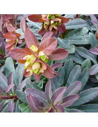 Euphorbe des bois purpurea
