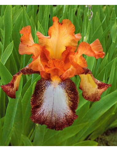 Iris des jardins Siva Siva