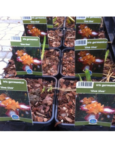Iris des jardins Siva Siva