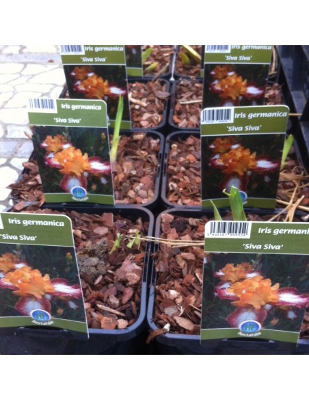 Iris des jardins Siva Siva