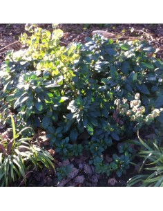 Euphorbe des bois Robbiae