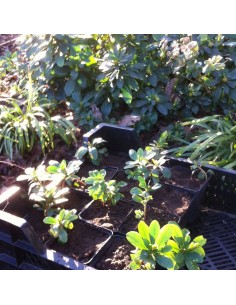 Euphorbe des bois Robbiae 2