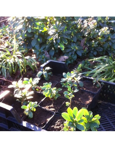 Euphorbe des bois Robbiae