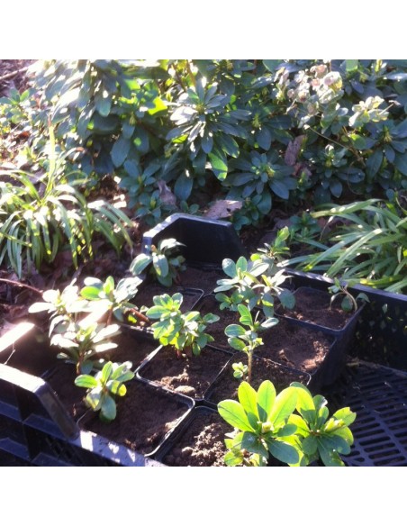 Euphorbe des bois Robbiae