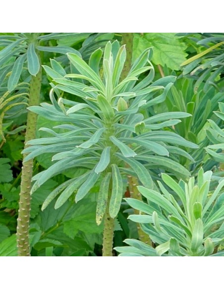 Euphorbe des vallons Black pearl