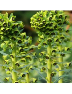 Euphorbe des vallons Black pearl
