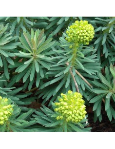 Euphorbe des vallons "Humpty Dumpty"