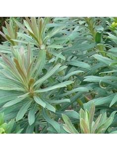 Euphorbe des vallons "Humpty Dumpty" 2