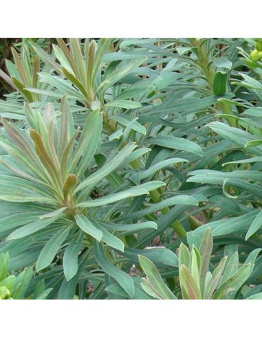 Euphorbe des vallons "Humpty Dumpty"