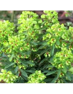 Euphorbe des vallons - Euphorbia Characias Wulfenii 2