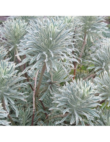 Euphorbe des vallons "Tasmanian tiger"