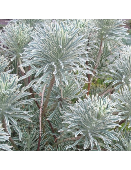 Euphorbe des vallons "Tasmanian tiger"