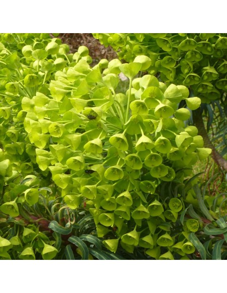 Euphorbe des vallons Forescate