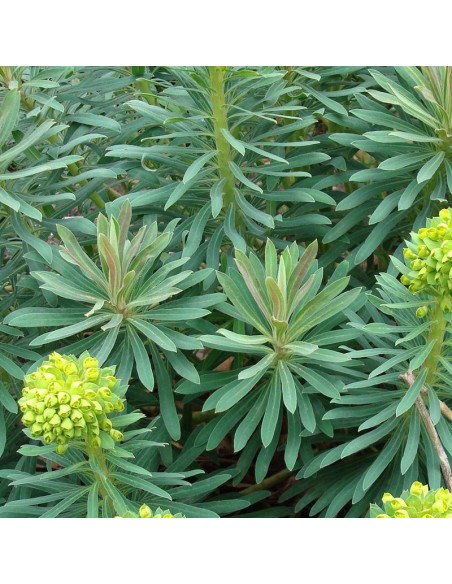 Euphorbe des vallons Forescate