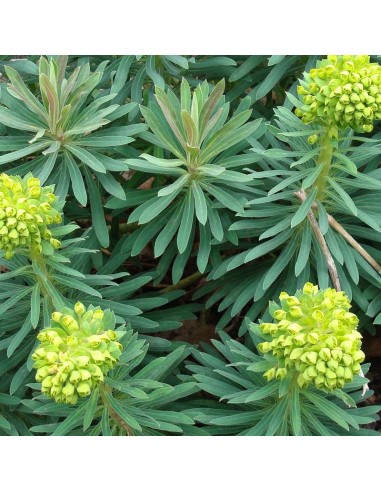 Euphorbe des vallons Wulfenii