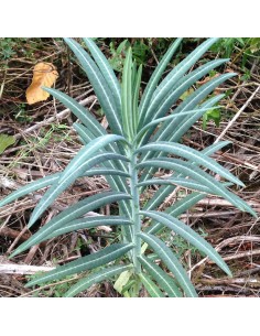 Euphorbe épurge - herbe à taupe