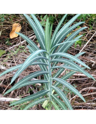 Euphorbe épurge - herbe à taupe
