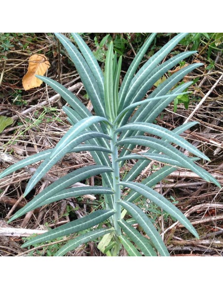 Euphorbe épurge - herbe à taupe