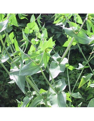 Euphorbe épurge - herbe à taupe