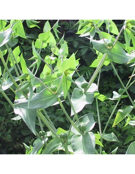 Euphorbe épurge - herbe à taupe