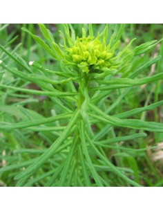 Euphorbe petit cyprès 2