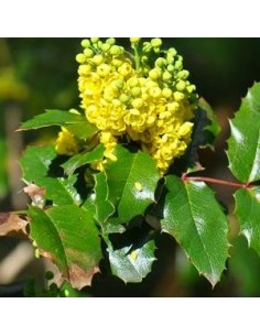Mahonia à feuilles de houx 2
