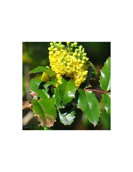 Mahonia à feuilles de houx