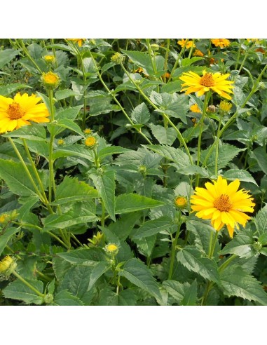 Fausse Hélianthe Summer sun