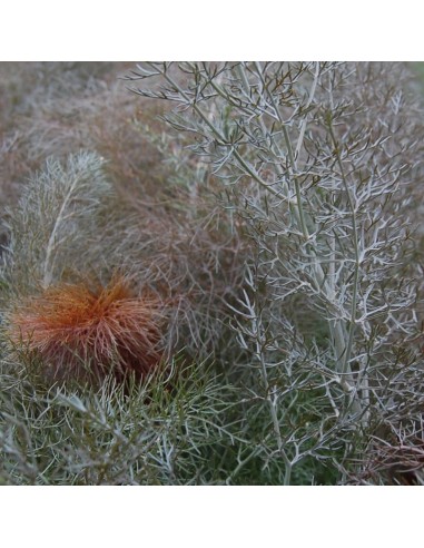 Fenouil giant bronze