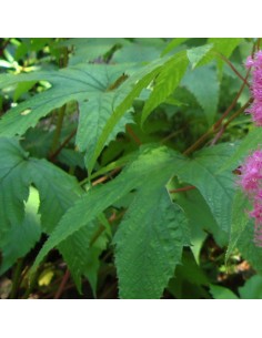 Filipendule pourpre 2