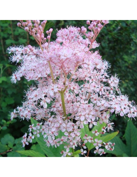 Filipendule rouge venusta