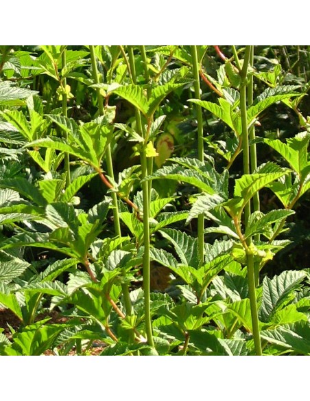 Filipendule rouge venusta