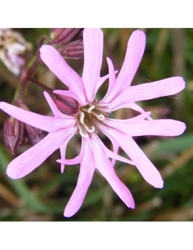 Fleur de coucou