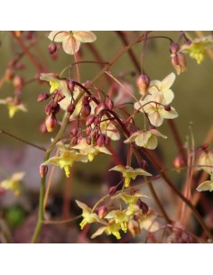 Fleur des elfes Black sea