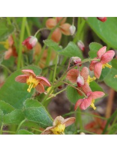 Fleur des elfes Warleyense