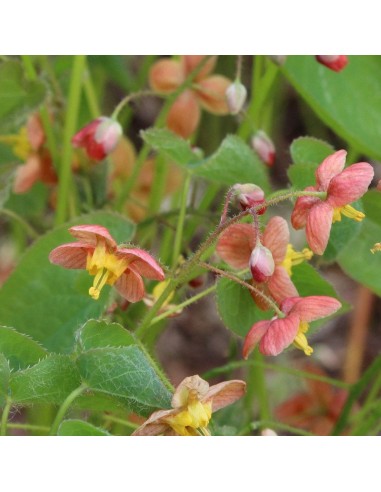 Fleur des elfes Warleyense