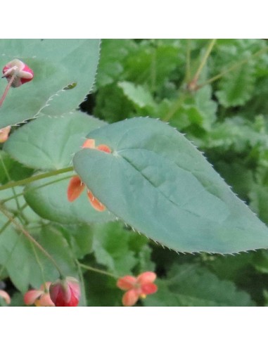 Fleur des elfes Warleyense