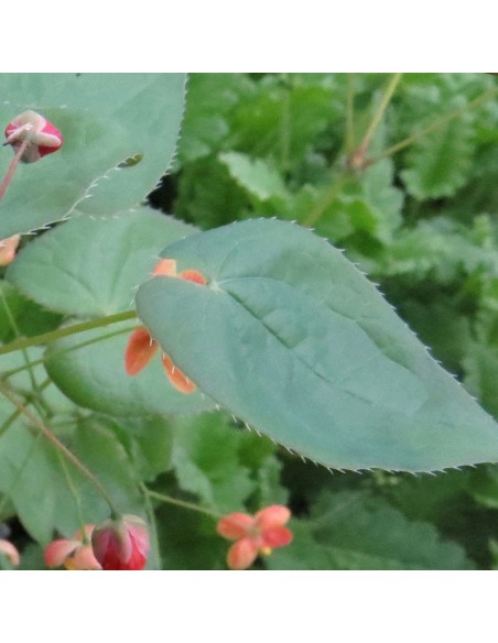 Fleur des elfes Warleyense