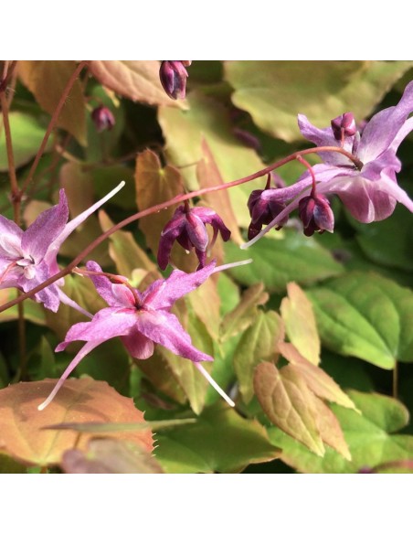 Fleur des elfes à grandes fleurs Lilafee