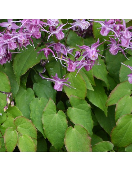 Fleur des elfes à grandes fleurs Lilafee
