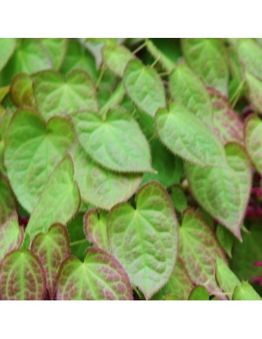 Fleur des elfes à grandes fleurs