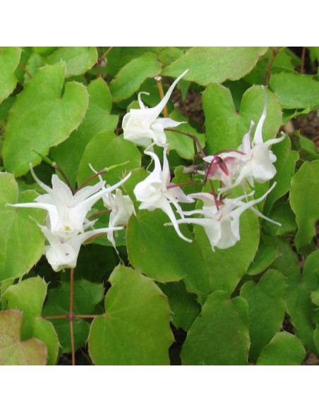 Fleur des elfes à grandes fleurs