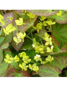 Fleur des elfes Frohnleiten